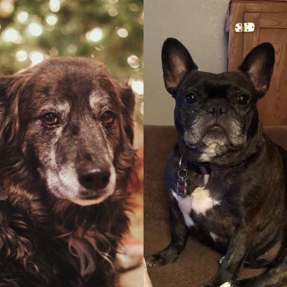 Readers pet photos